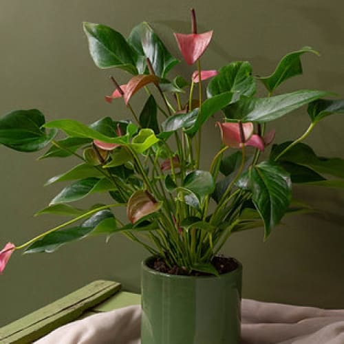 Plante Anthurium Plante Anthurium